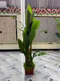 6 feet+ chinese imported orchid tree
