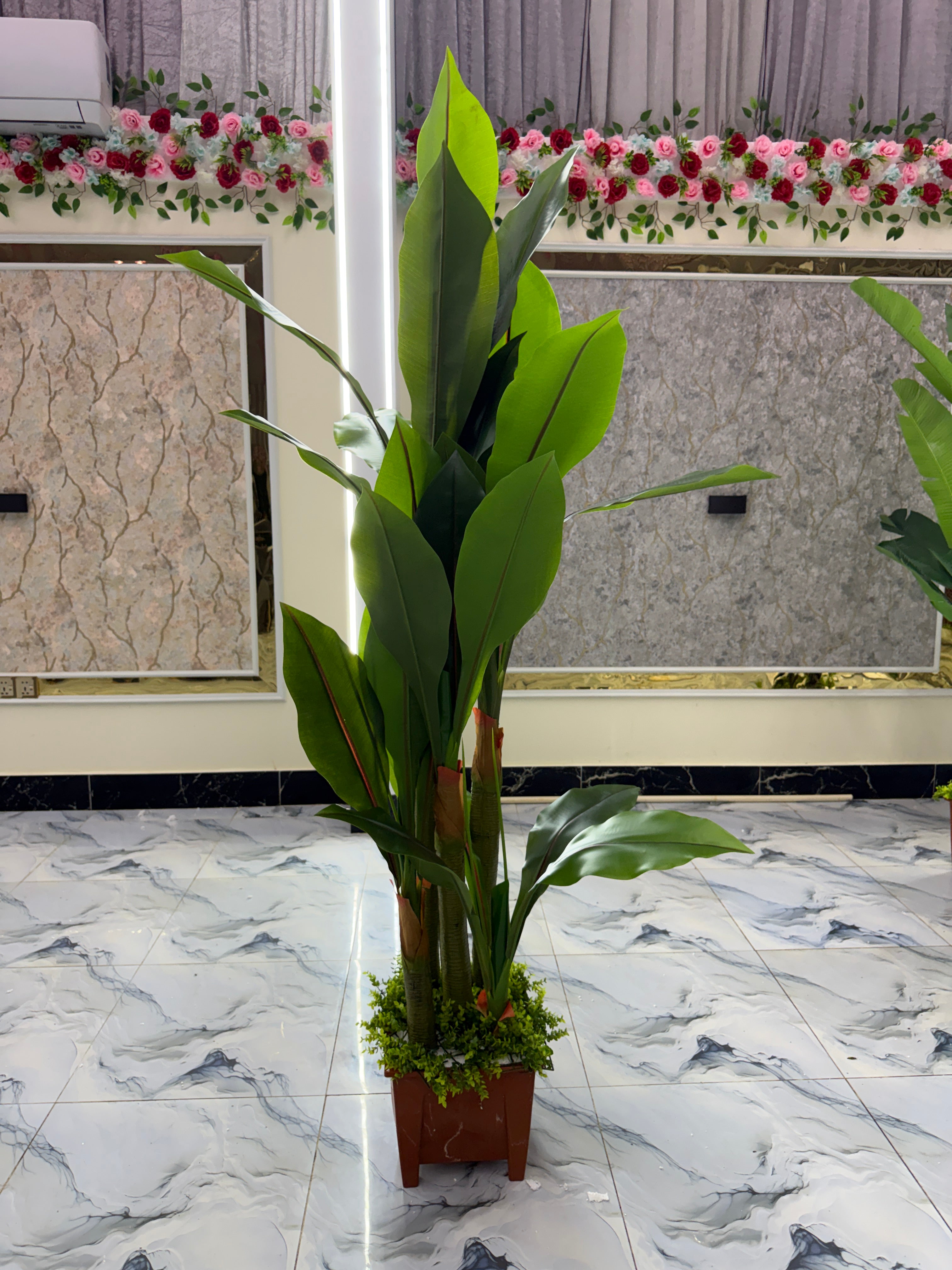 6 feet+ chinese imported orchid tree