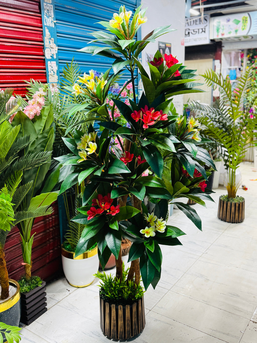 premium quality chinese imported kathgolap tree with luxurious planter
