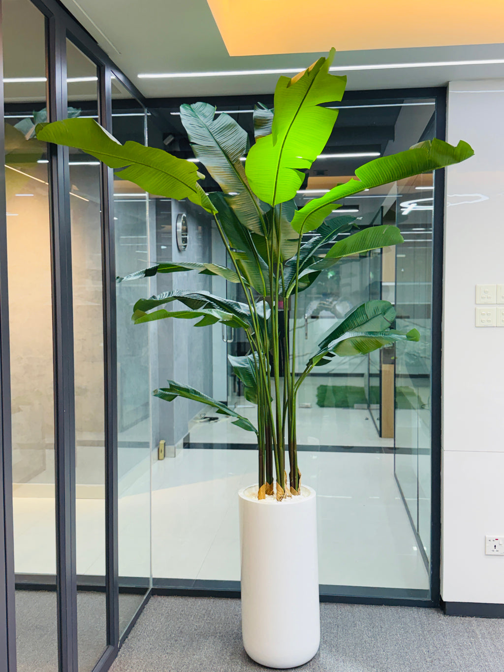 17 leavs chinese imported bird's of paradise with luxurious planter and stone 8 feet+