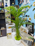 new arrival chinese imported areca plum tree 5 feet+ with fiber tob