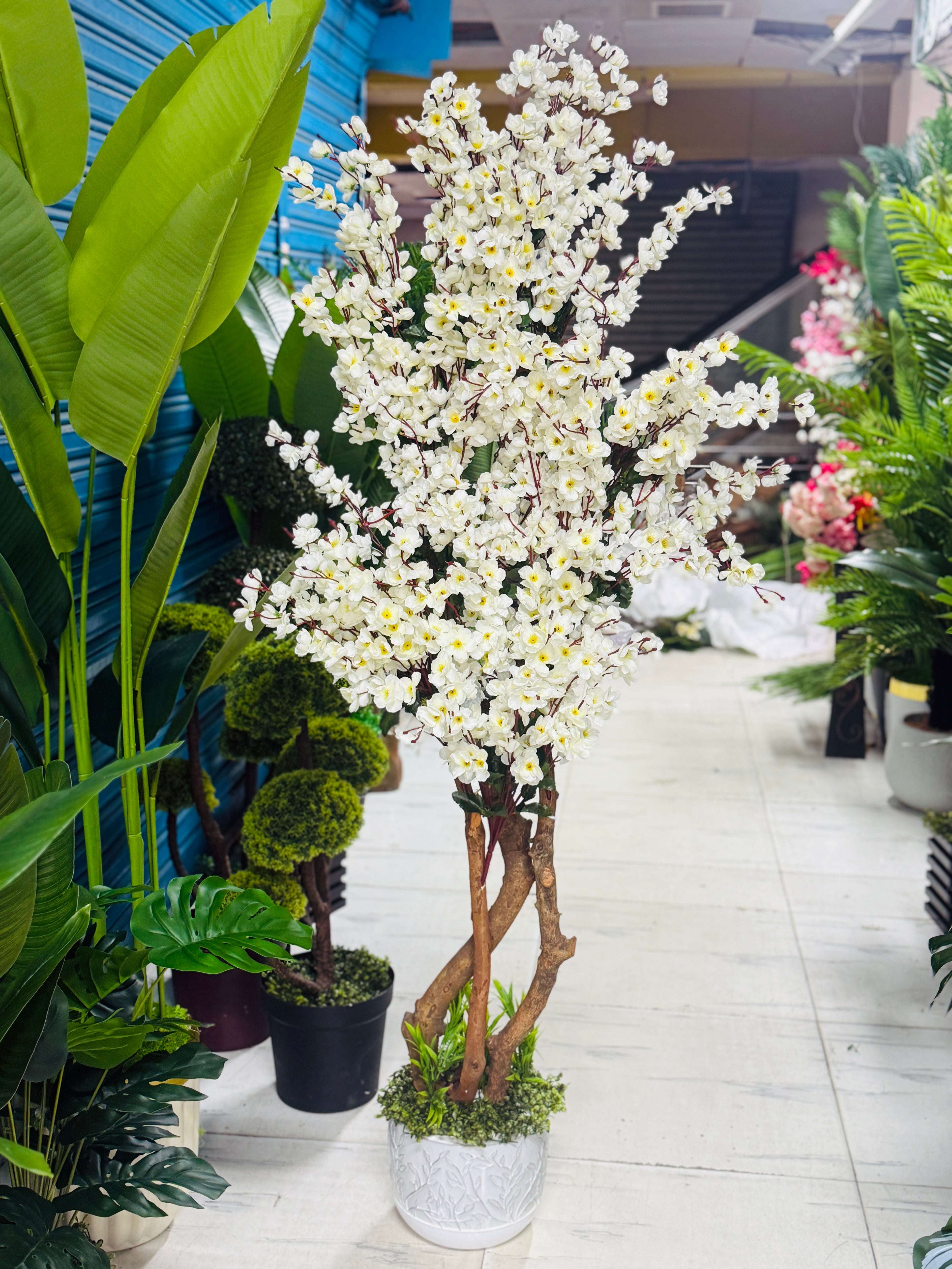 cherrry tree