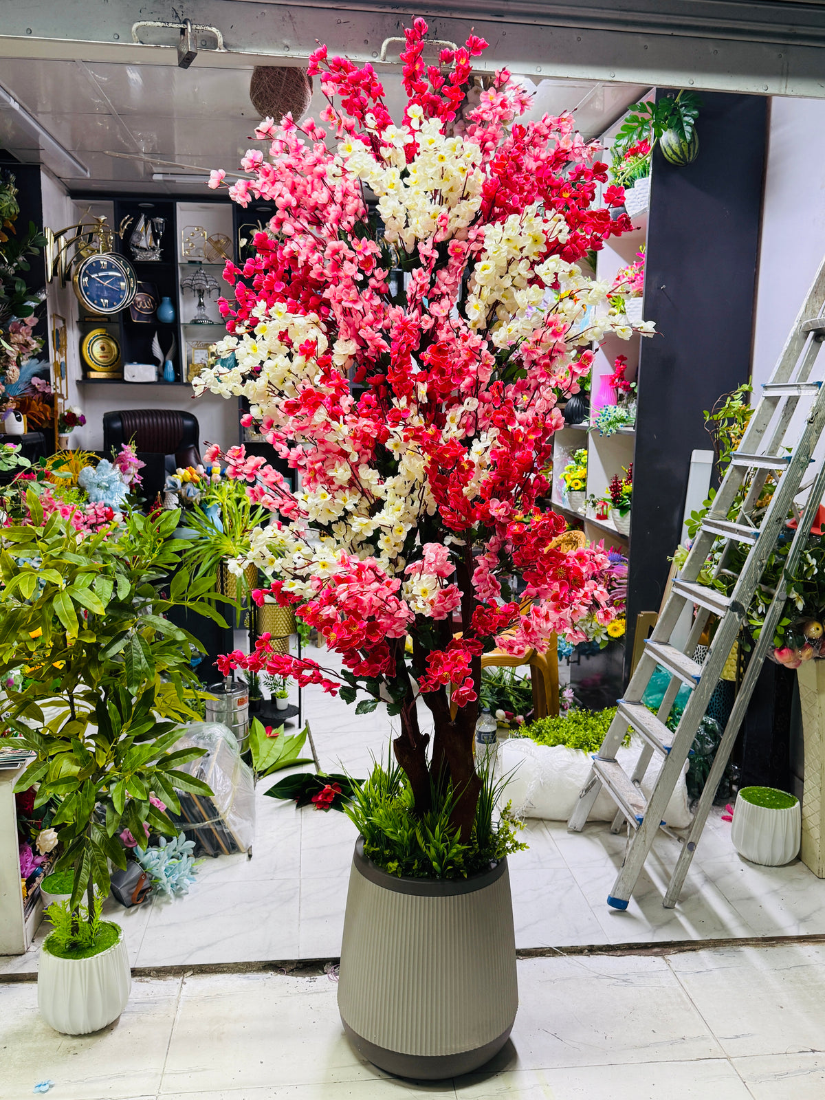 chinese importyed cherry tree 7 feet+ with luxurious planter color and size available