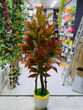 pata bahar Tree 6 feet with chinese imported planter