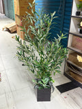 Olive Tree  with mdf board planter 4 feet