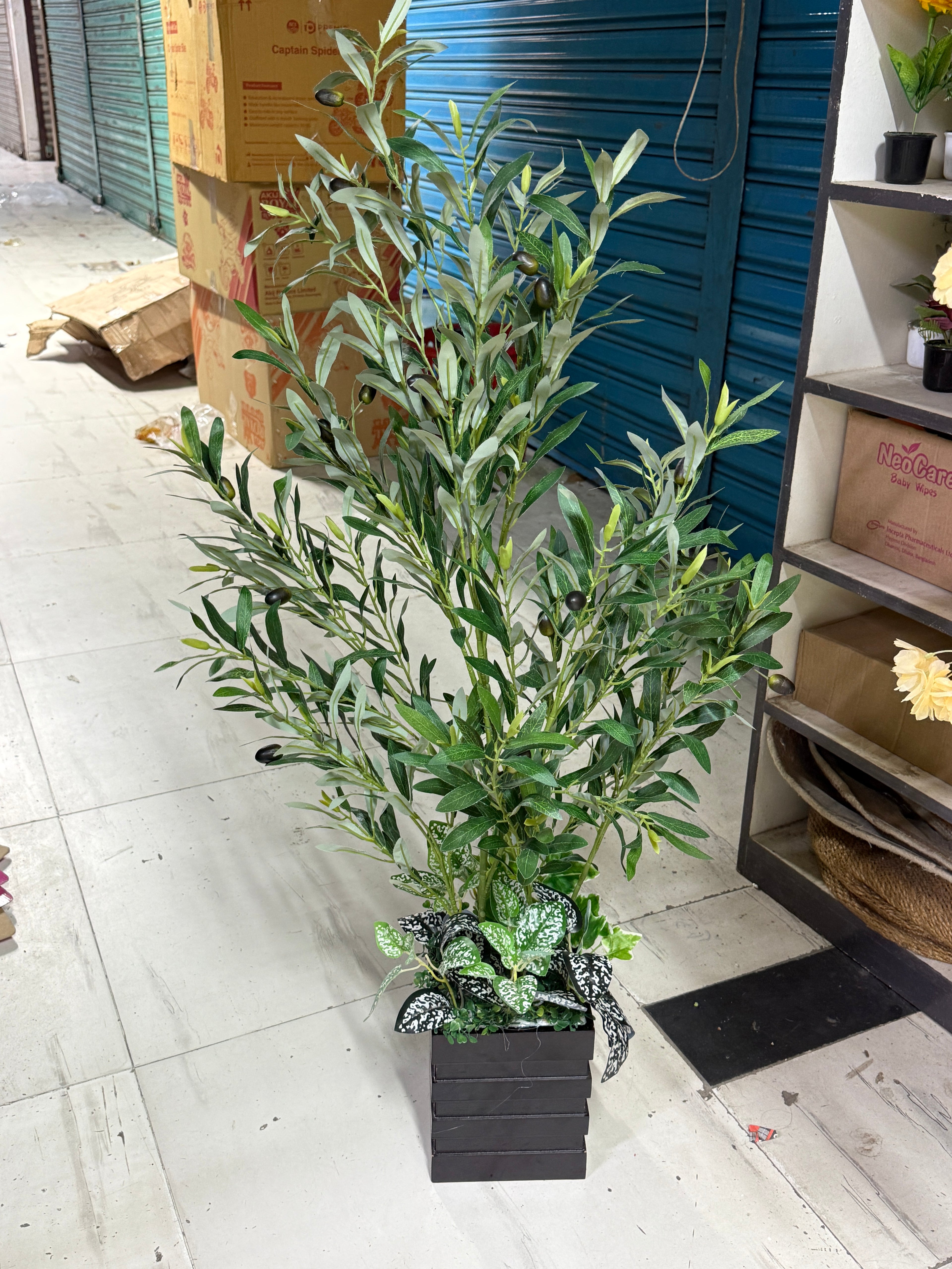 Olive Tree  with mdf board planter 4 feet