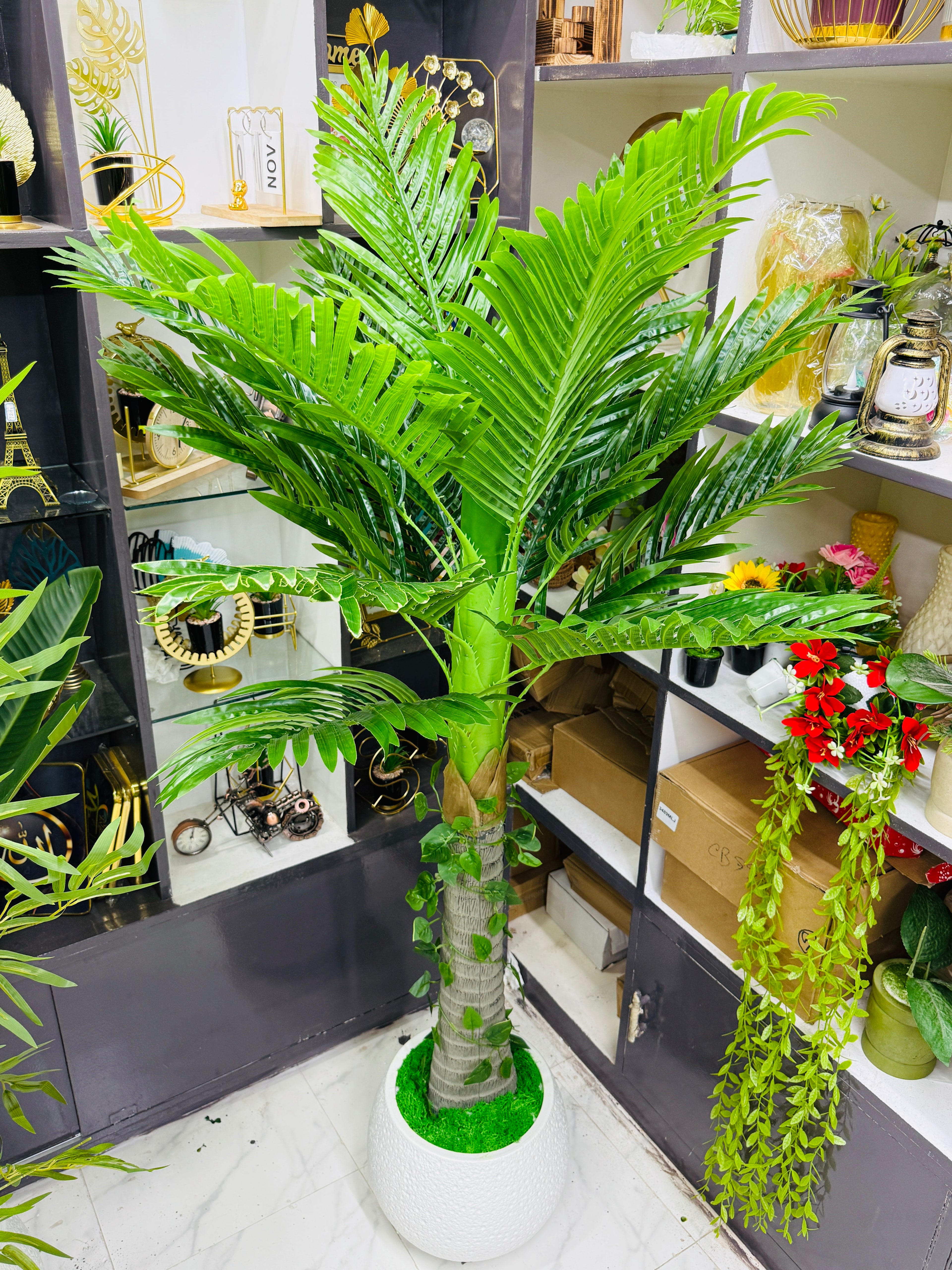 Premium Quality chinese imported supari plants with luxurious chinese imported planter and grass 5 feet +