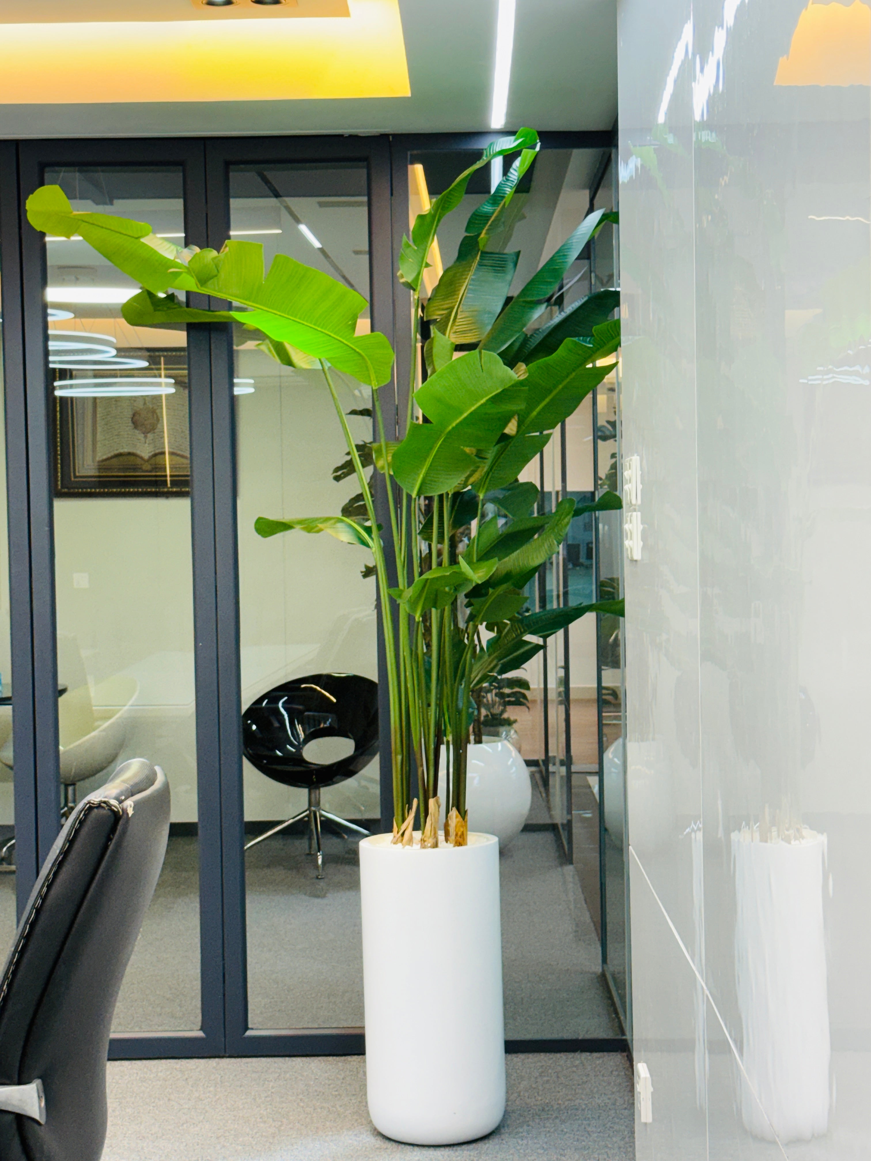 17 leavs chinese imported bird's of paradise with luxurious planter and stone 8 feet+