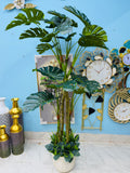 Premium quality chinese imported moonstera plants with luxryuous concreate planter with grass setup 5.6"feet+