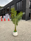 chinese imported areca plum tree 5 feet+ with chinese planter