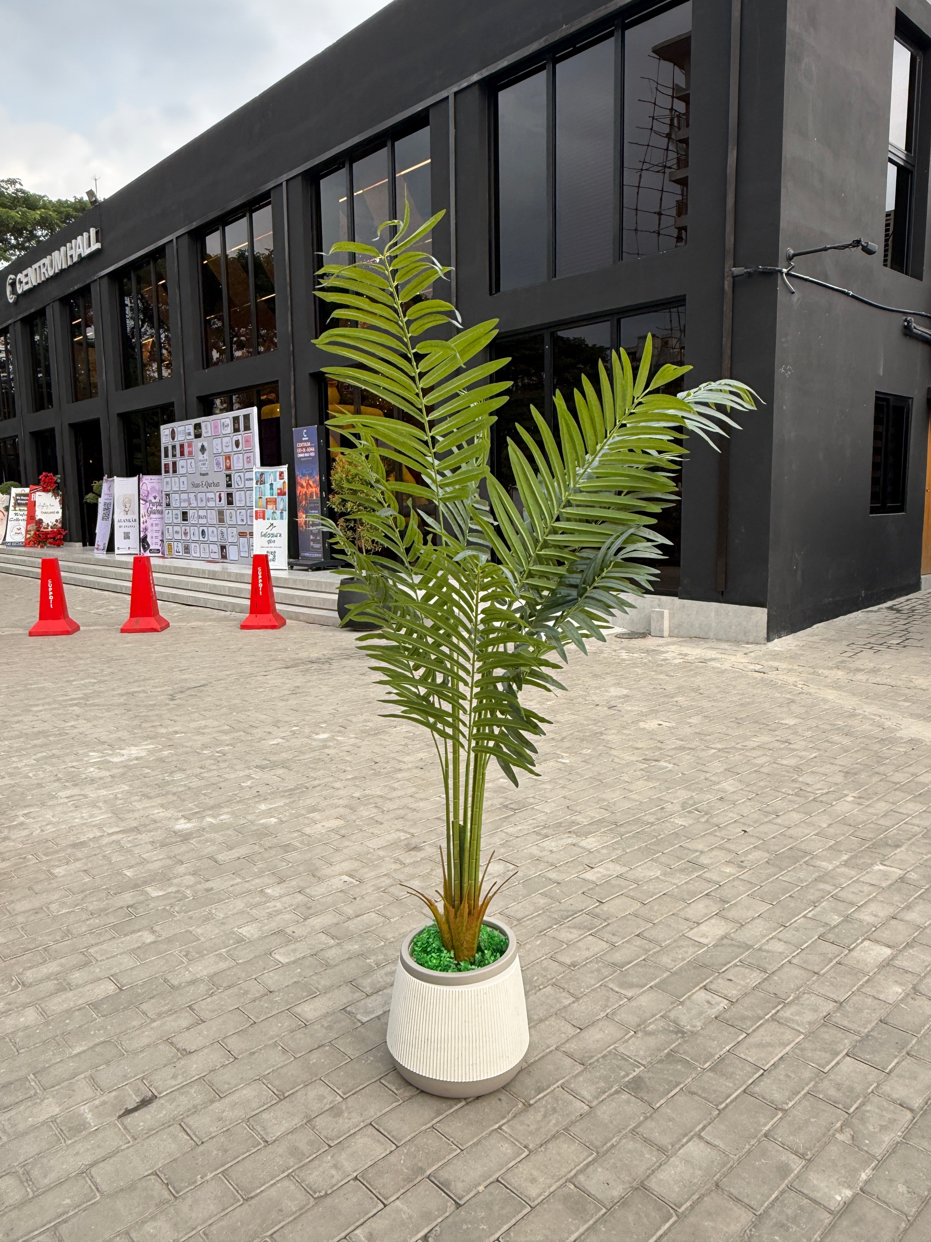 chinese imported areca plum tree 5 feet+ with chinese planter