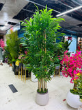chinese imported bamboo tree 6 feet+with chinese planter