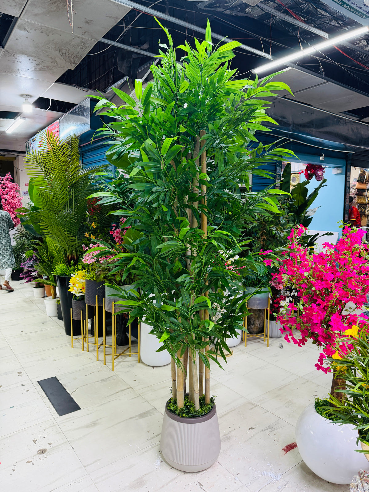 chinese imported bamboo tree 6 feet+with chinese planter