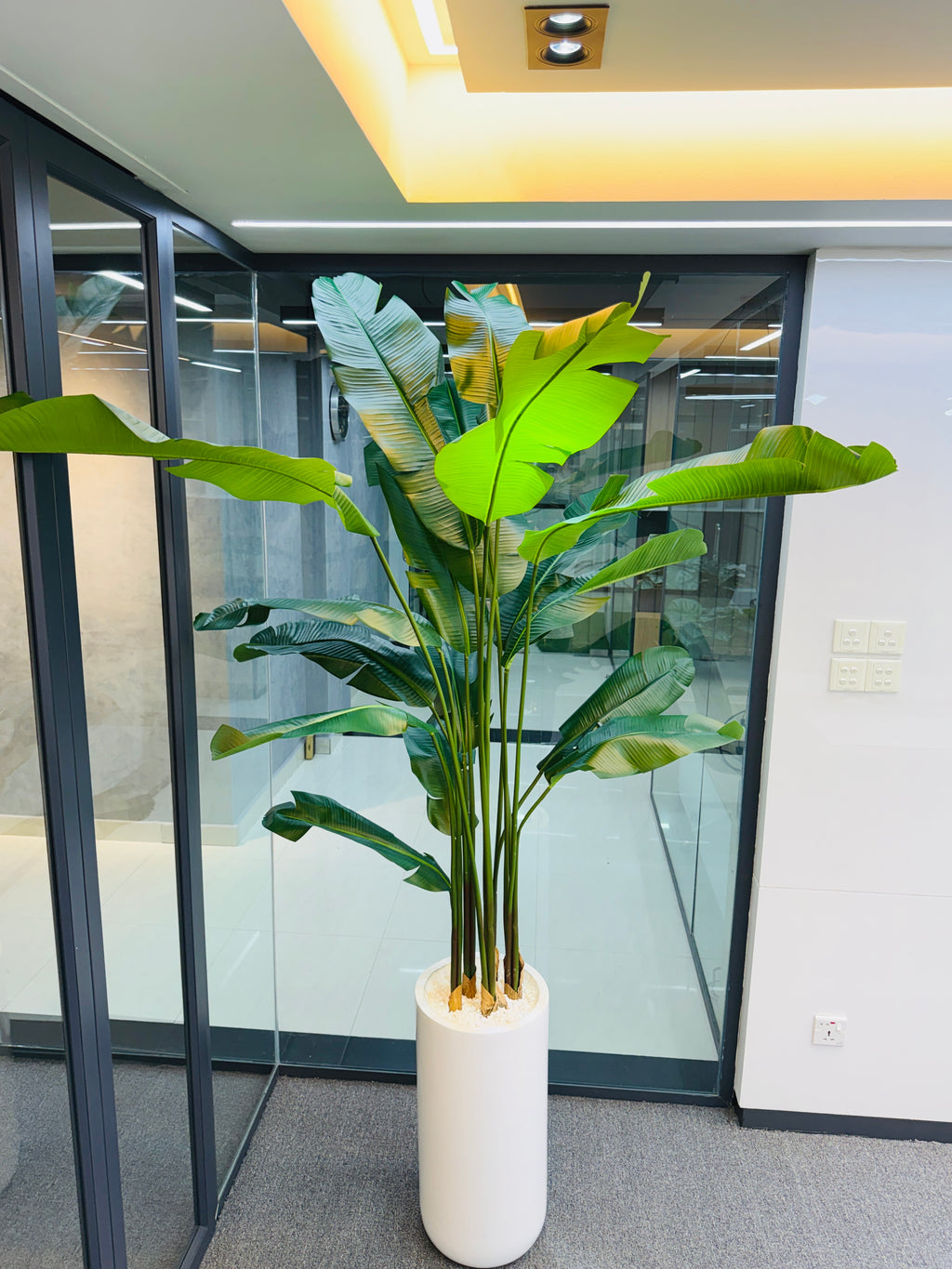 17 leavs chinese imported bird's of paradise with luxurious planter and stone 8 feet+