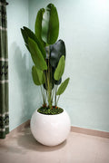 premium quality chinese imported Bird's of paradise with luxurious planter 6 feet+
