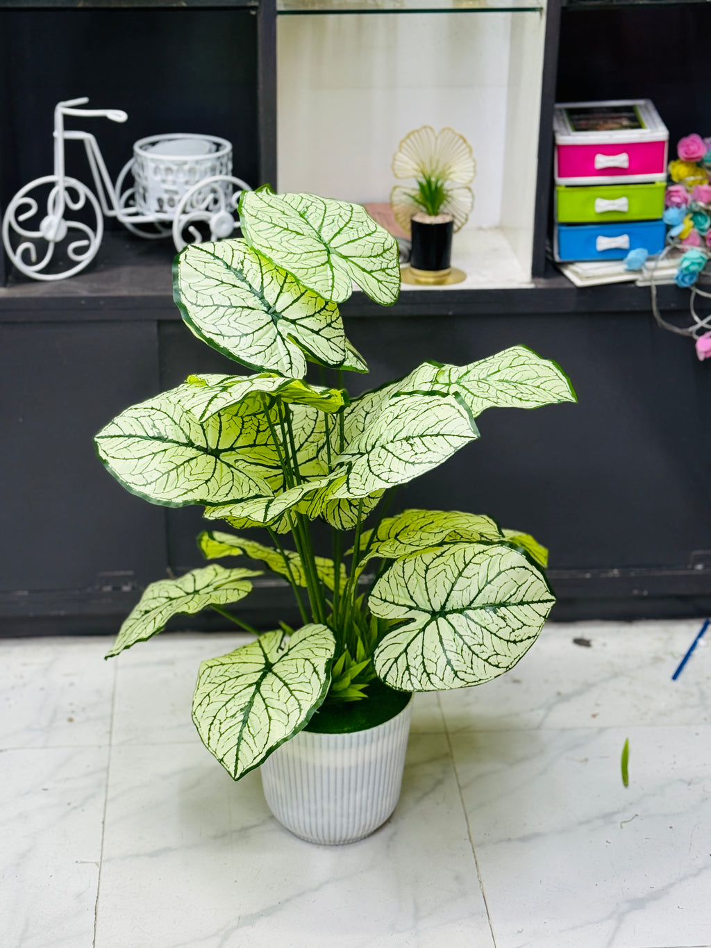 4 plants comboo packge only 2499 tk 30"+