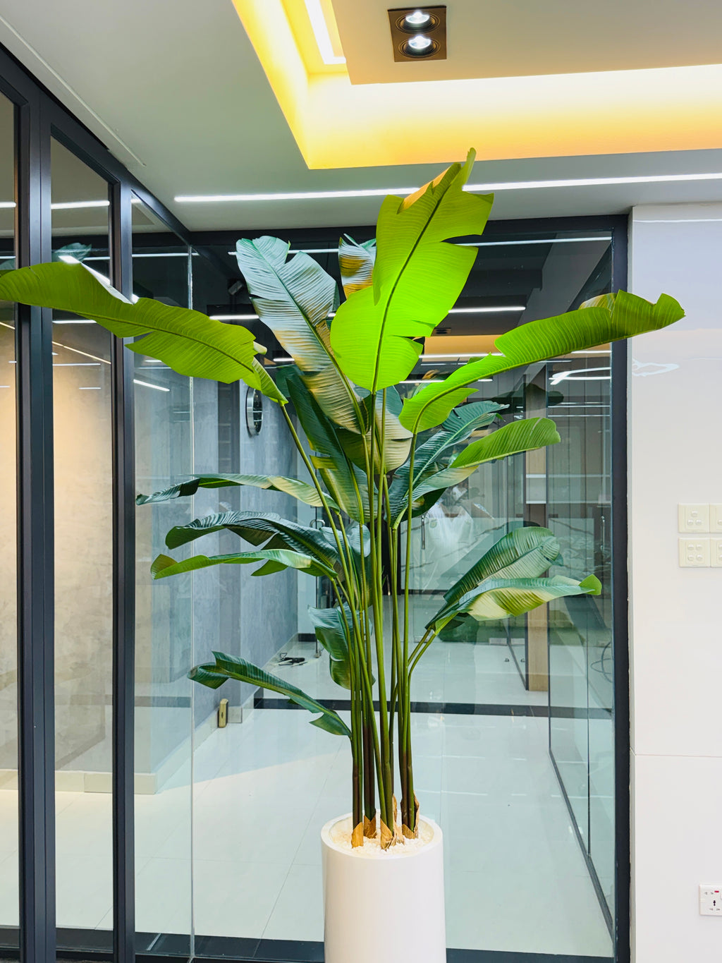 17 leavs chinese imported bird's of paradise with luxurious planter and stone 8 feet+