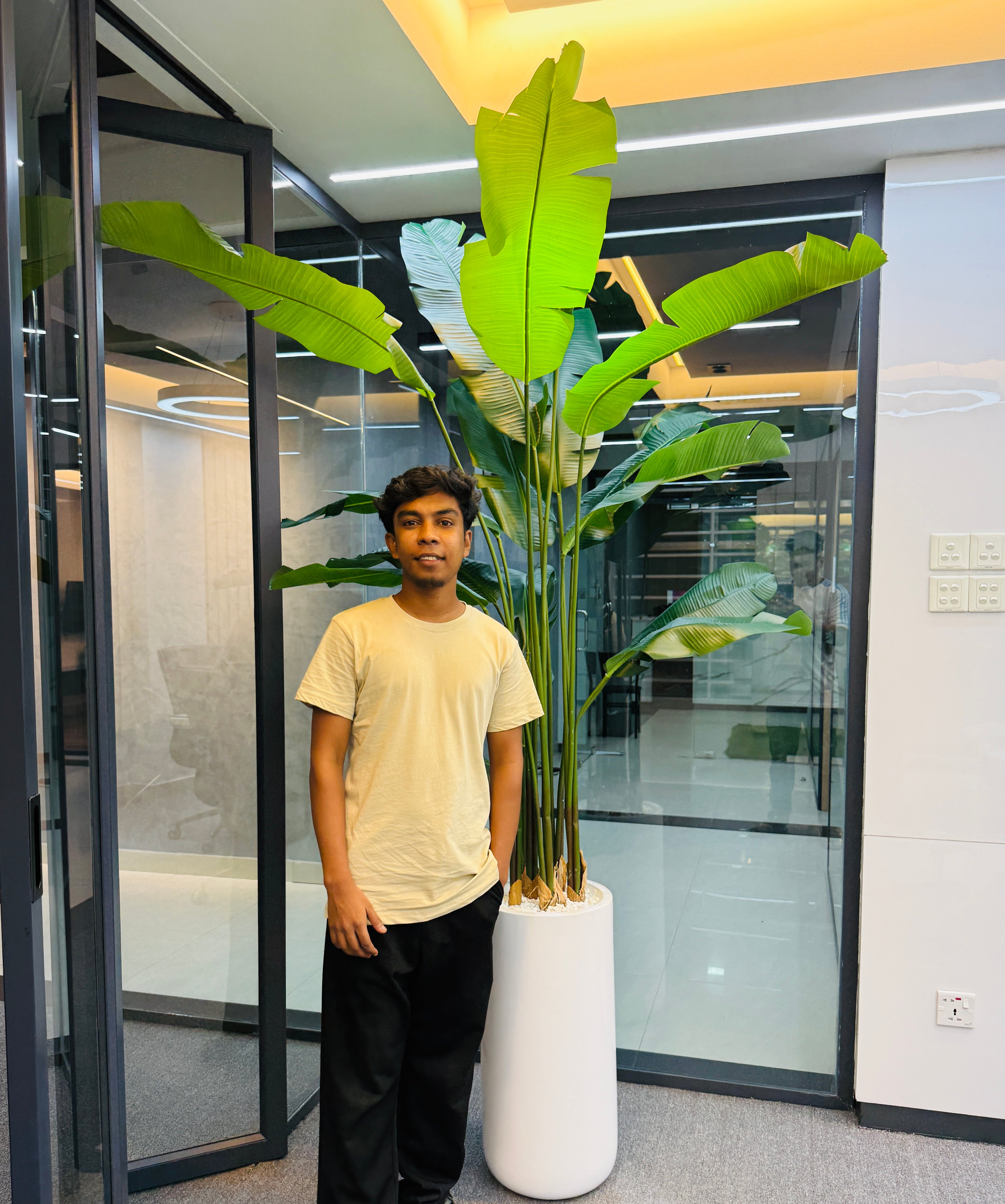 17 leavs chinese imported bird's of paradise with luxurious planter and stone 8 feet+