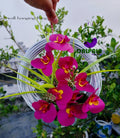 wall planter with rubber orchid