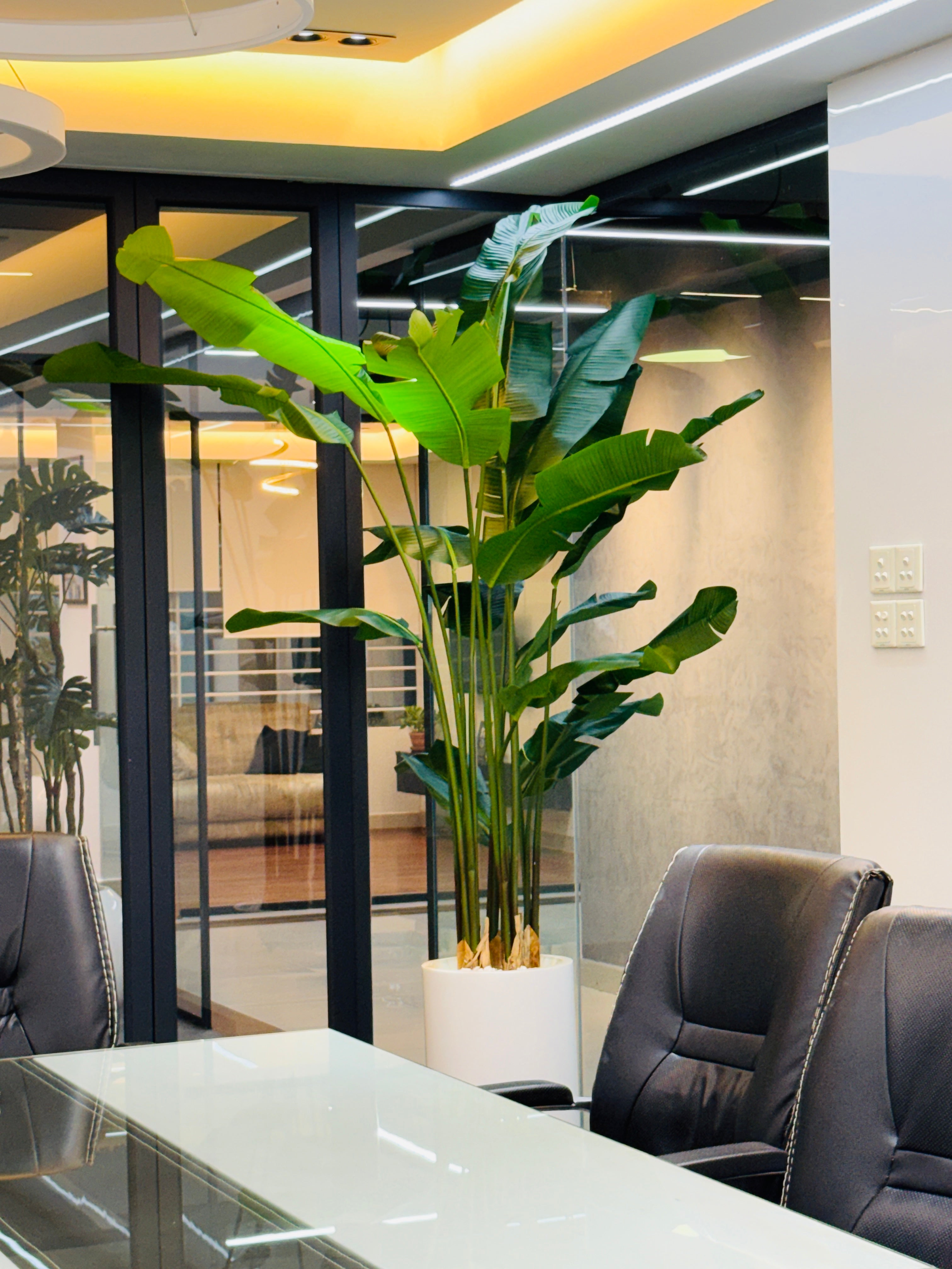 17 leavs chinese imported bird's of paradise with luxurious planter and stone 8 feet+