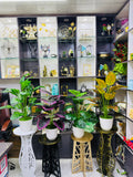 4 plants comboo packge only 2499 tk 30"+