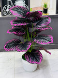 18 Stick kochu tree 30 inchi long
