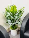 Chinese imported premium rubber withe shade kochu with fiber tob 3 feet+