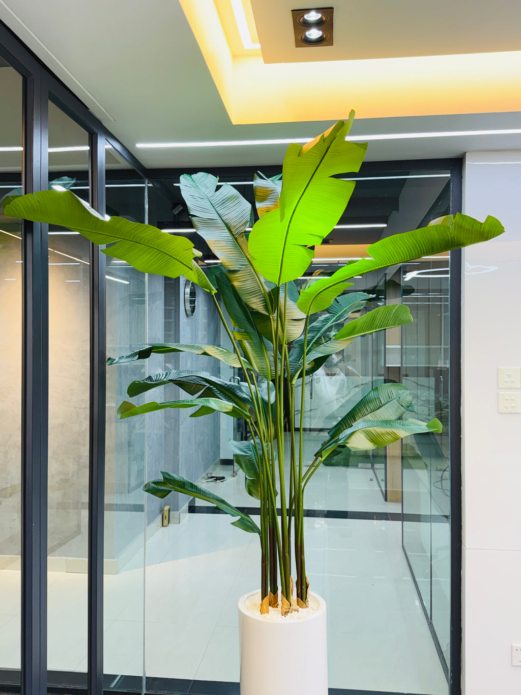 17 leavs chinese imported bird's of paradise with luxurious planter and stone 8 feet+