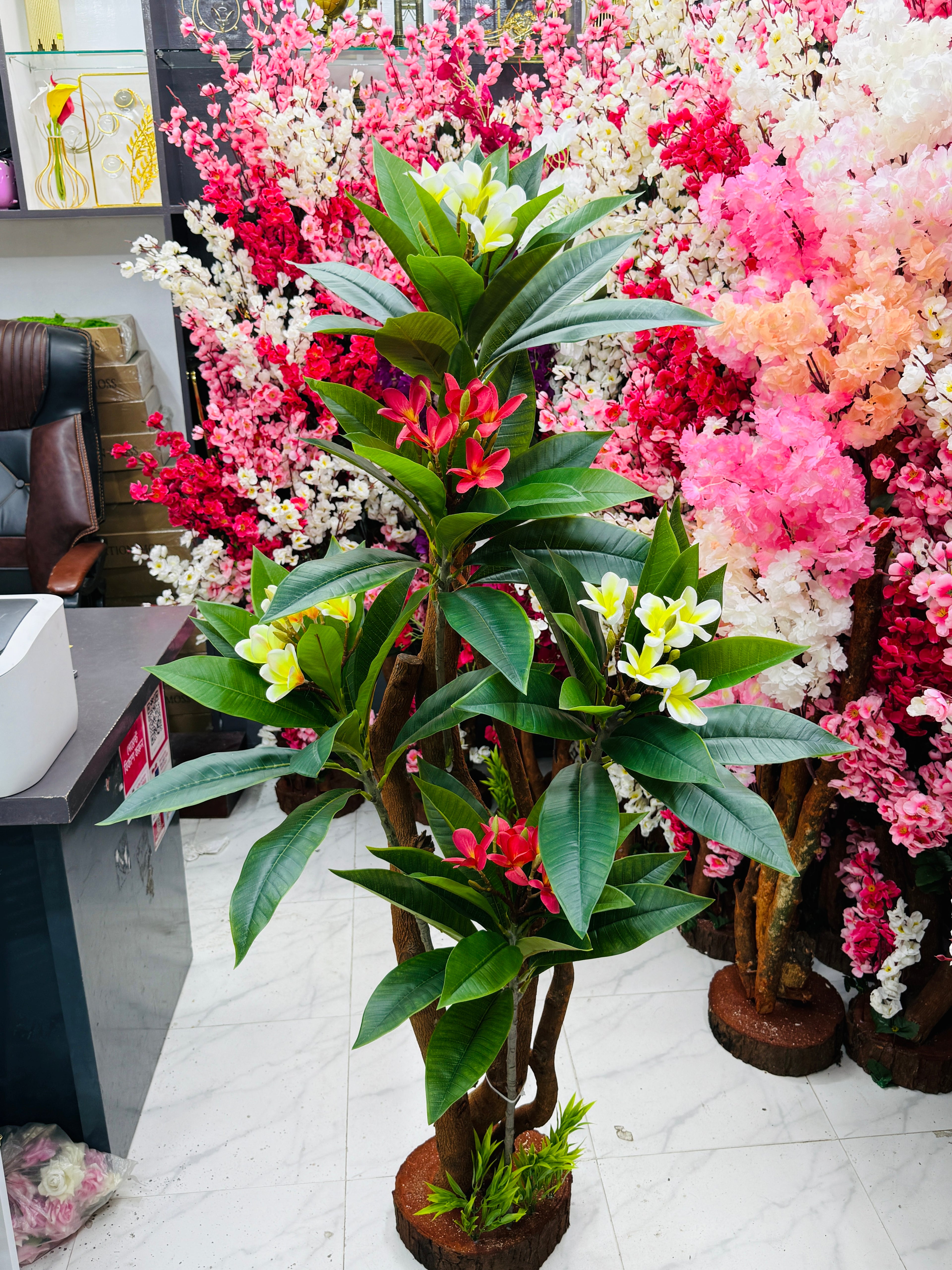 premium quality chinese imported kathgolap tree with luxurious planter