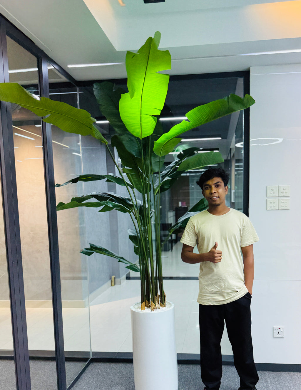 17 leavs chinese imported bird's of paradise with luxurious planter and stone 8 feet+