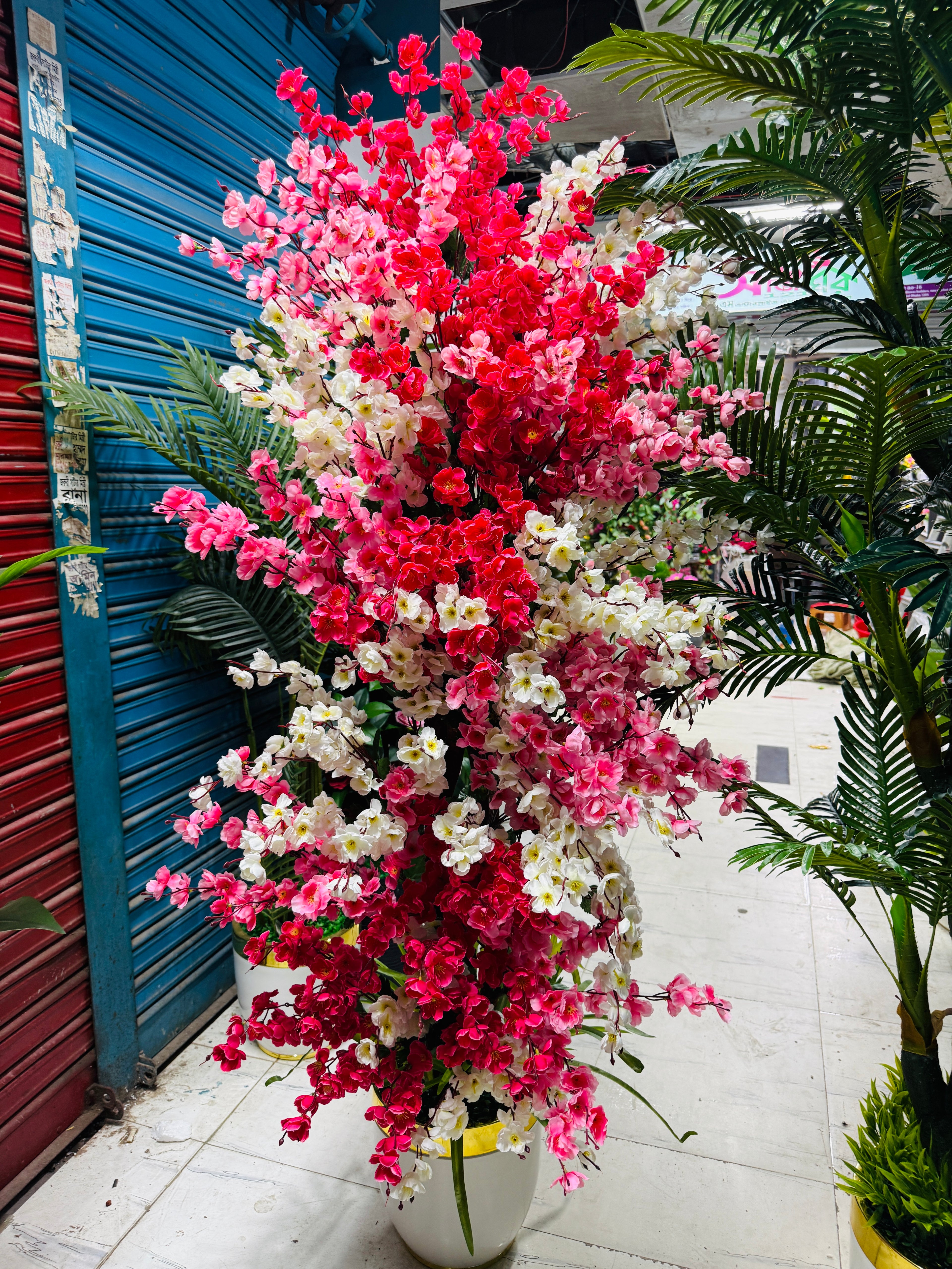 6 feet+ chinese imported cherry tree with luxurious planter