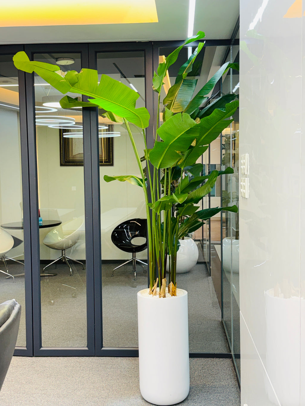 17 leavs chinese imported bird's of paradise with luxurious planter and stone 8 feet+