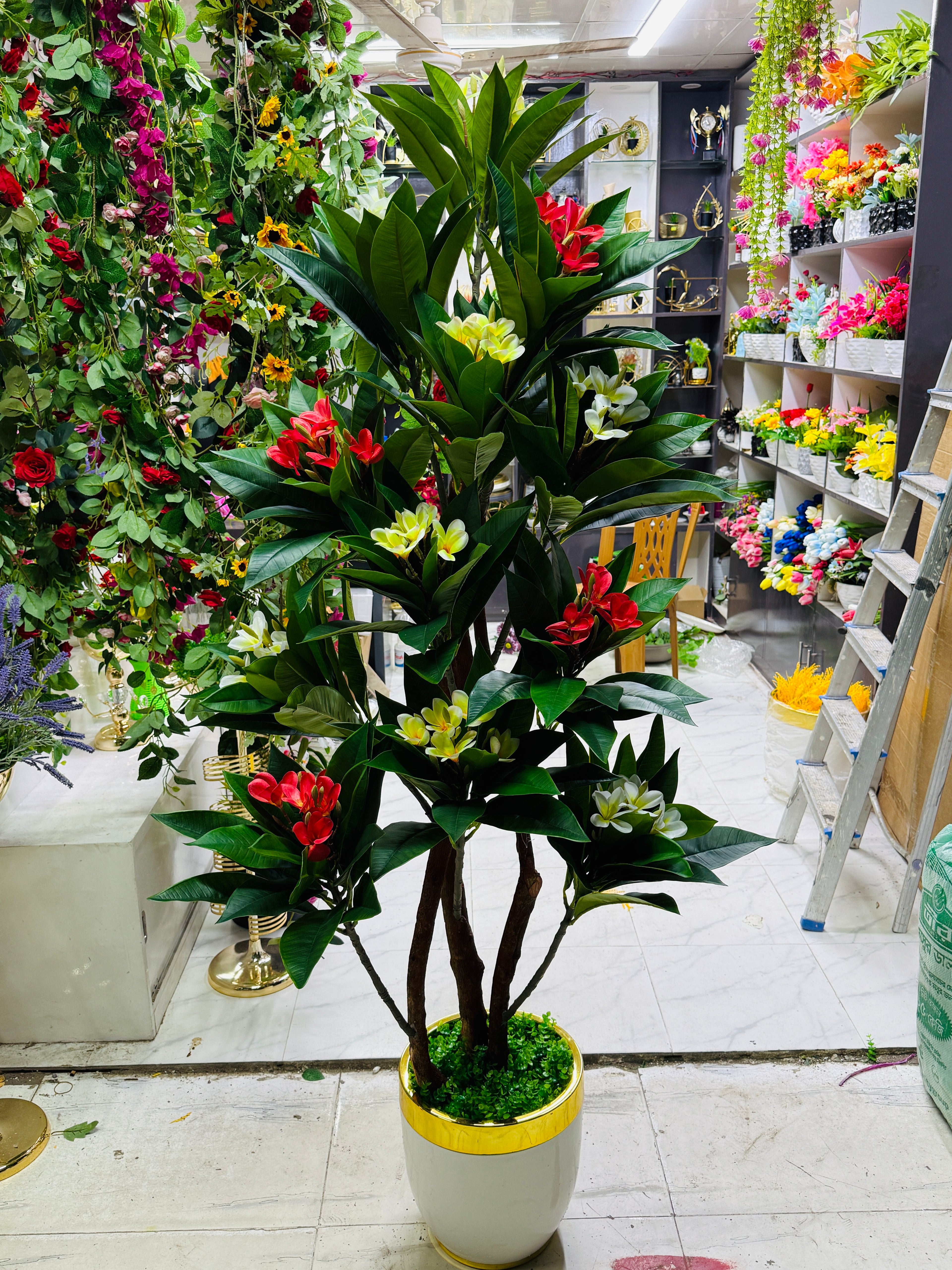 premium quality chinese imported kathgolap tree with luxurious planter