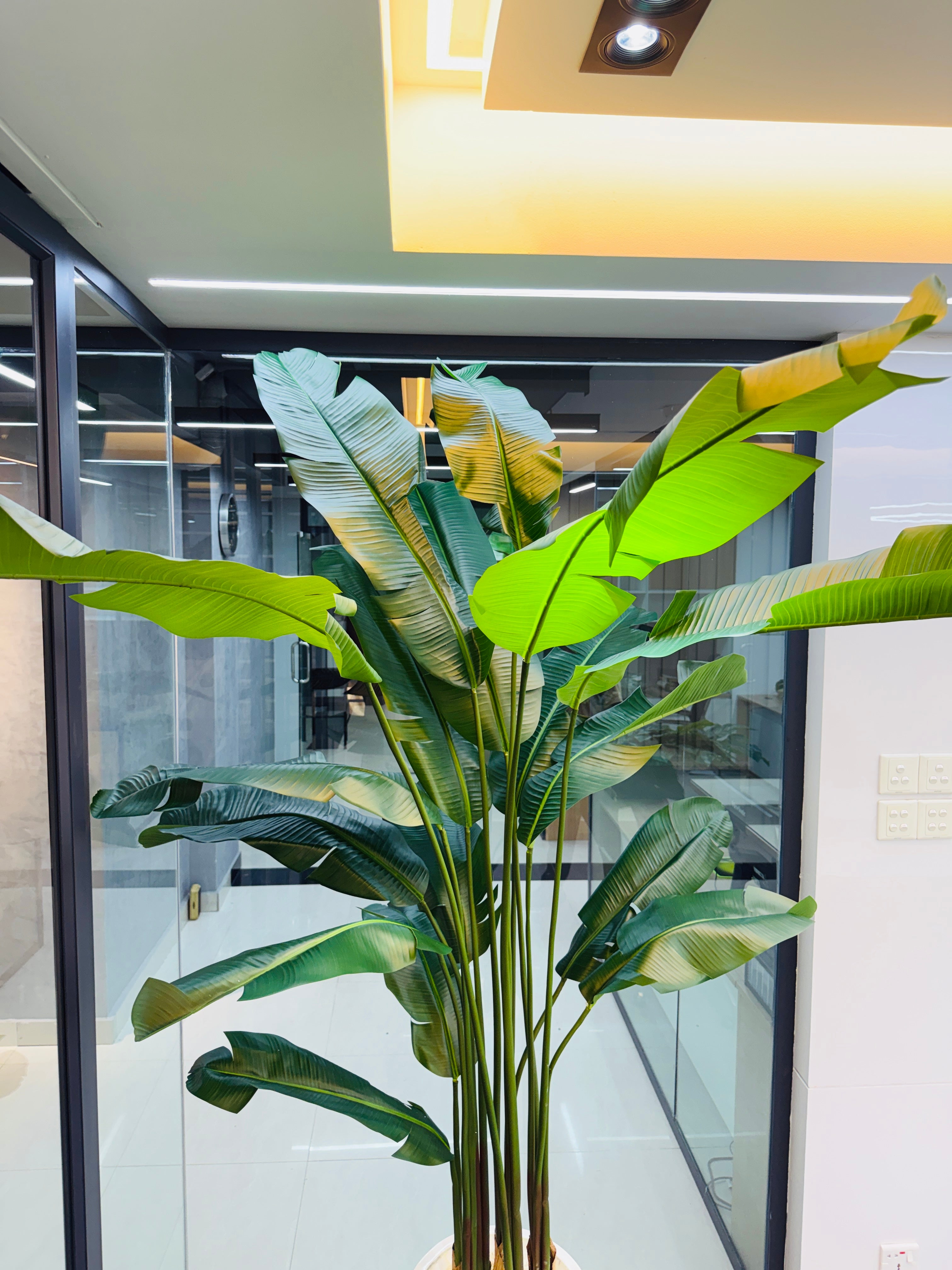 17 leavs chinese imported bird's of paradise with luxurious planter and stone 8 feet+