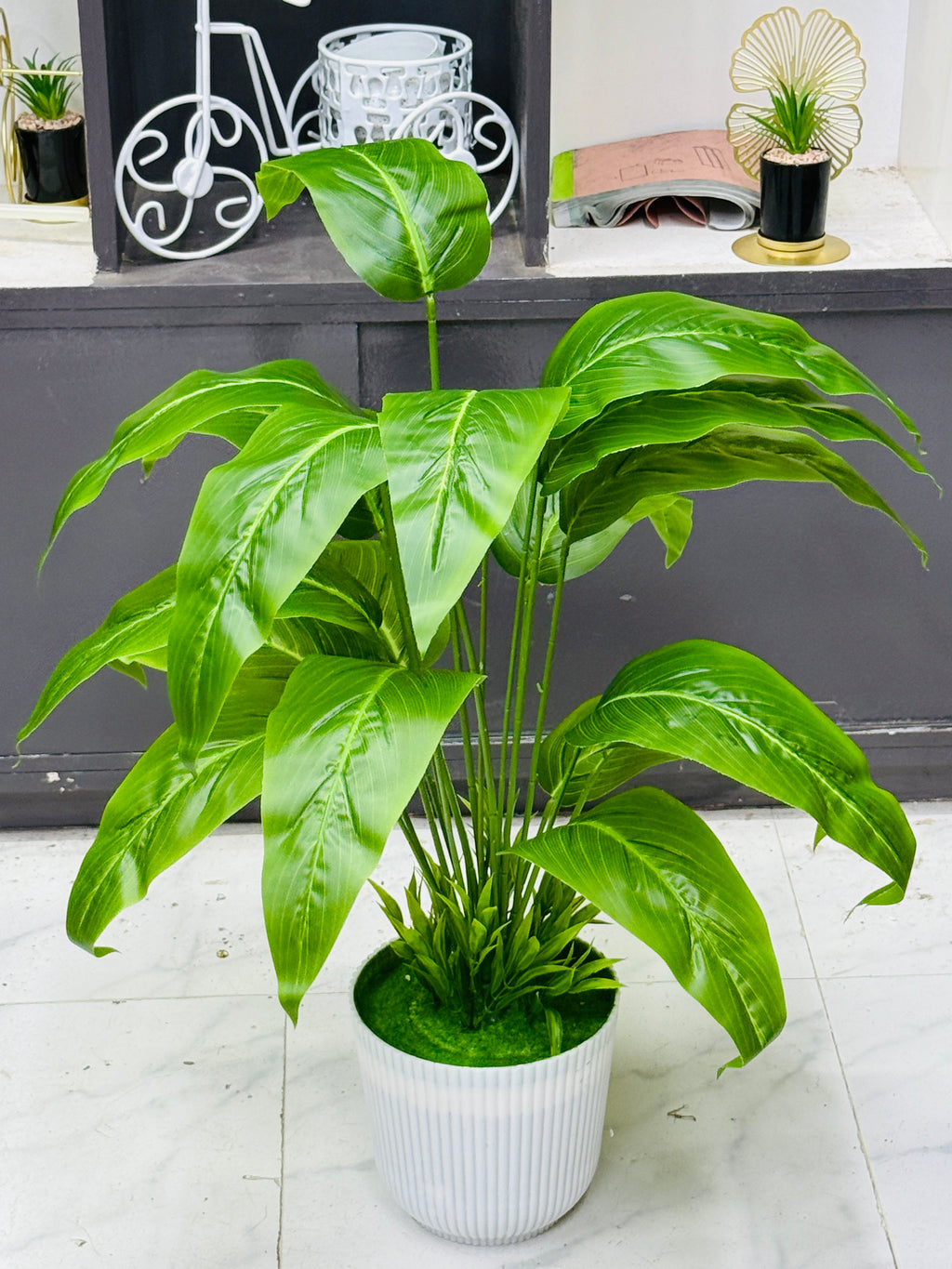 4 plants comboo packge only 2499 tk 30"+