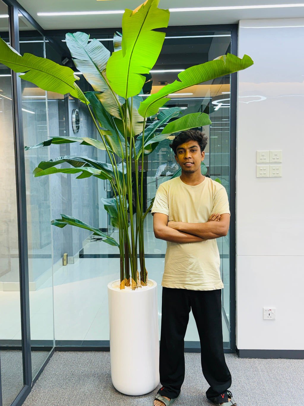17 leavs chinese imported bird's of paradise with luxurious planter and stone 8 feet+