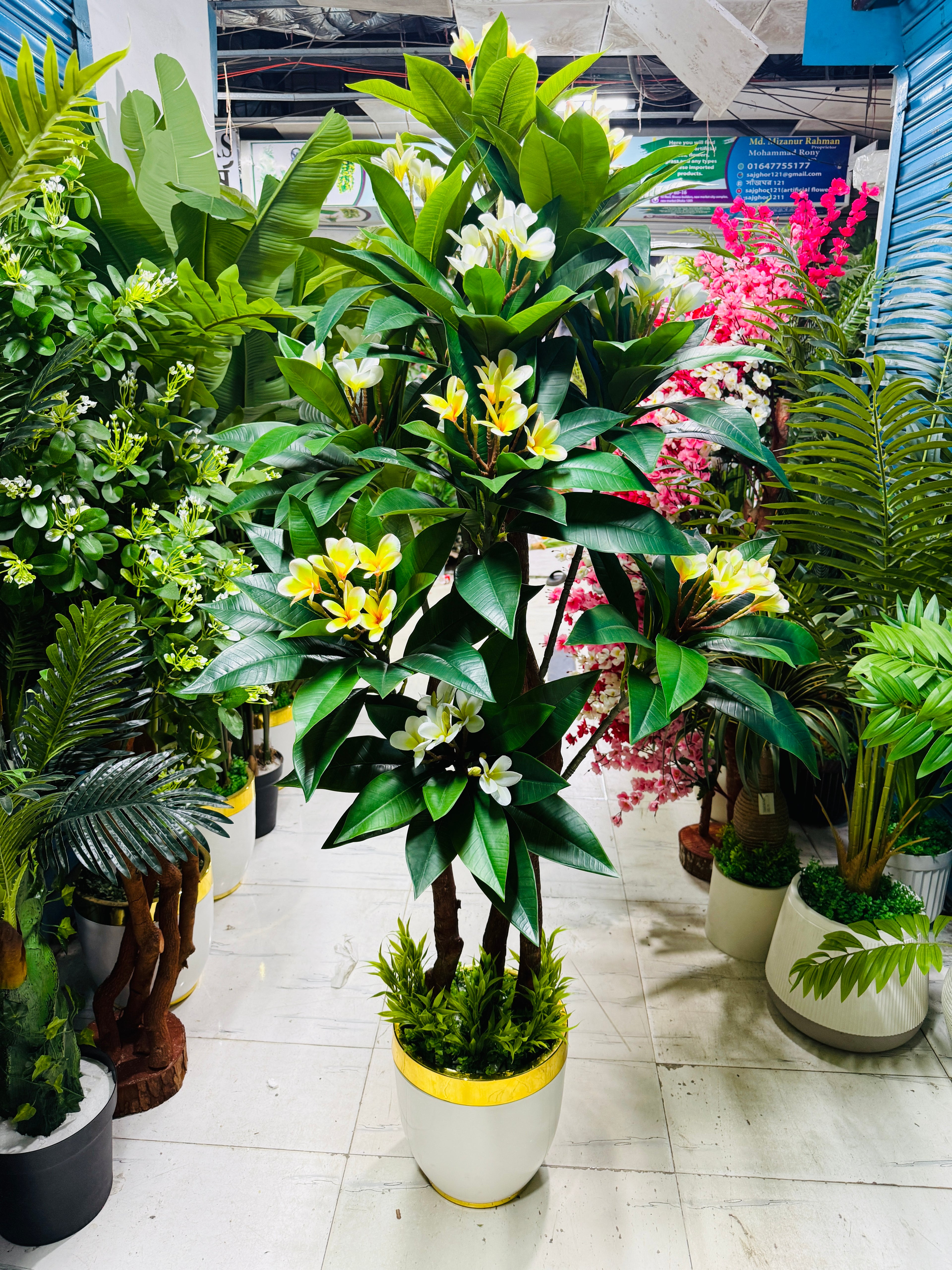 premium quality chinese imported kathgolap tree with luxurious planter