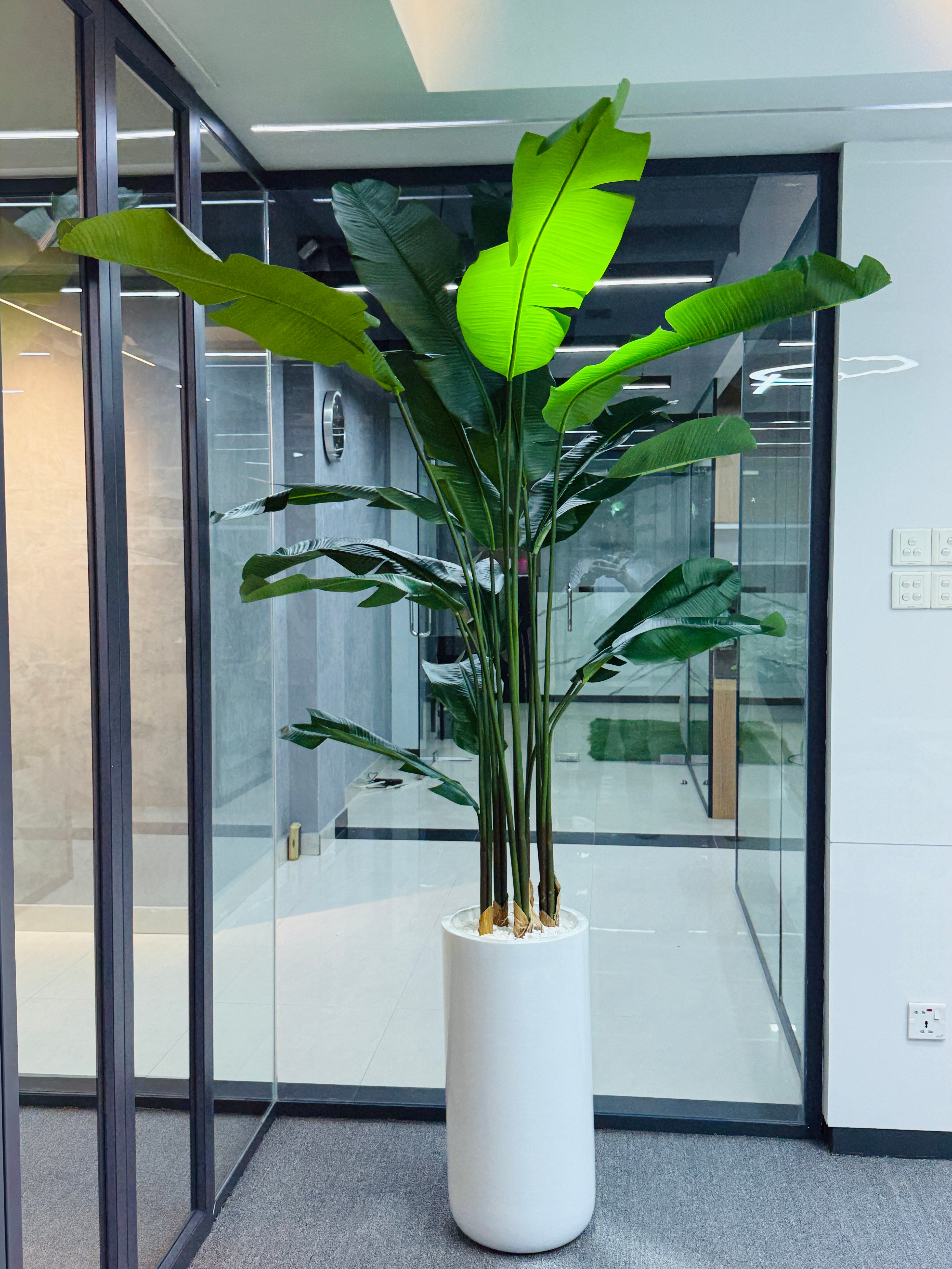 17 leavs chinese imported bird's of paradise with luxurious planter and stone 8 feet+