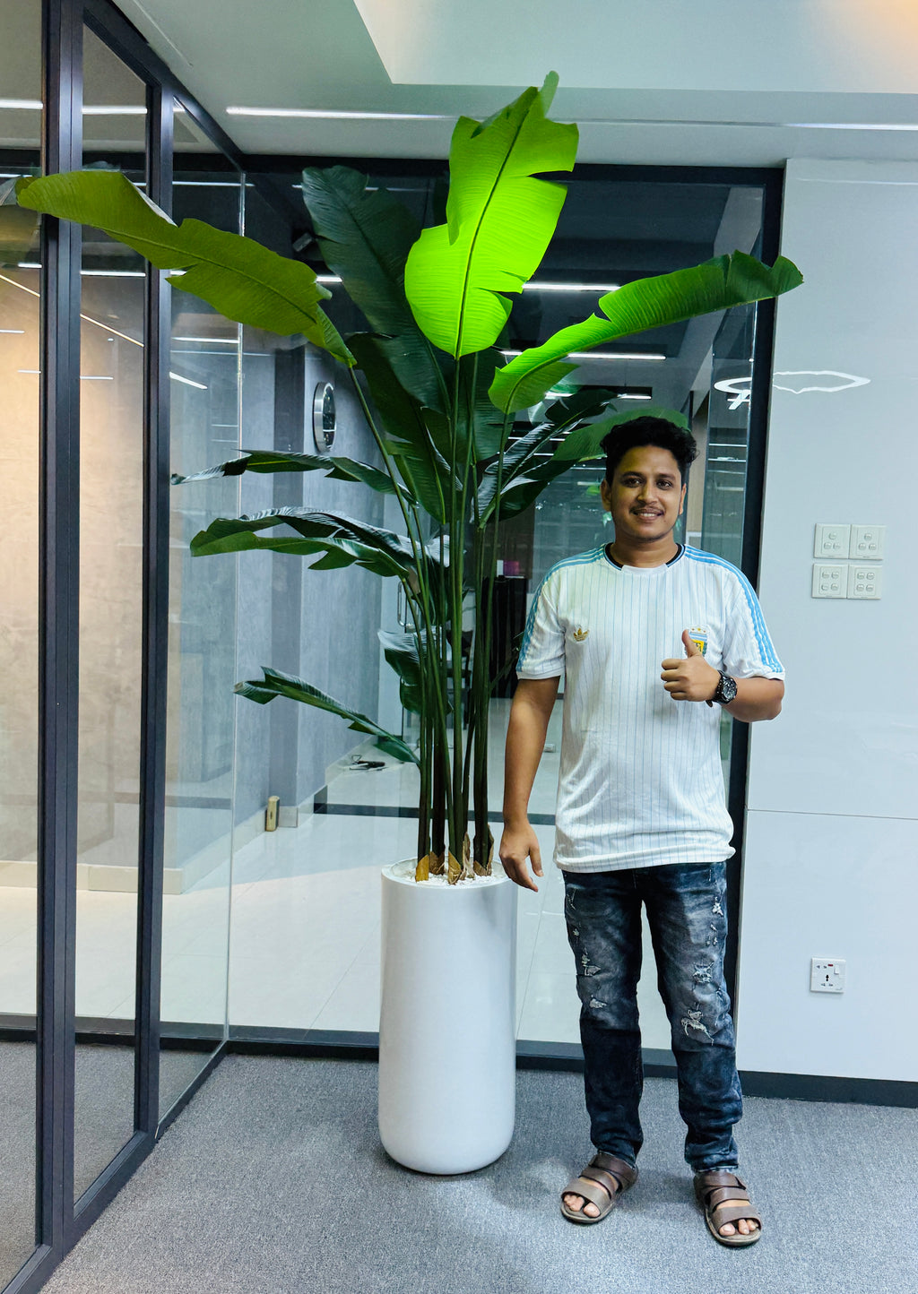 17 leavs chinese imported bird's of paradise with luxurious planter and stone 8 feet+