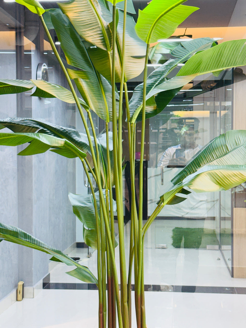 17 leavs chinese imported bird's of paradise with luxurious planter and stone 8 feet+