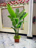 premium quality chinese imported 17 leaves bird's of paradise 6 feet+