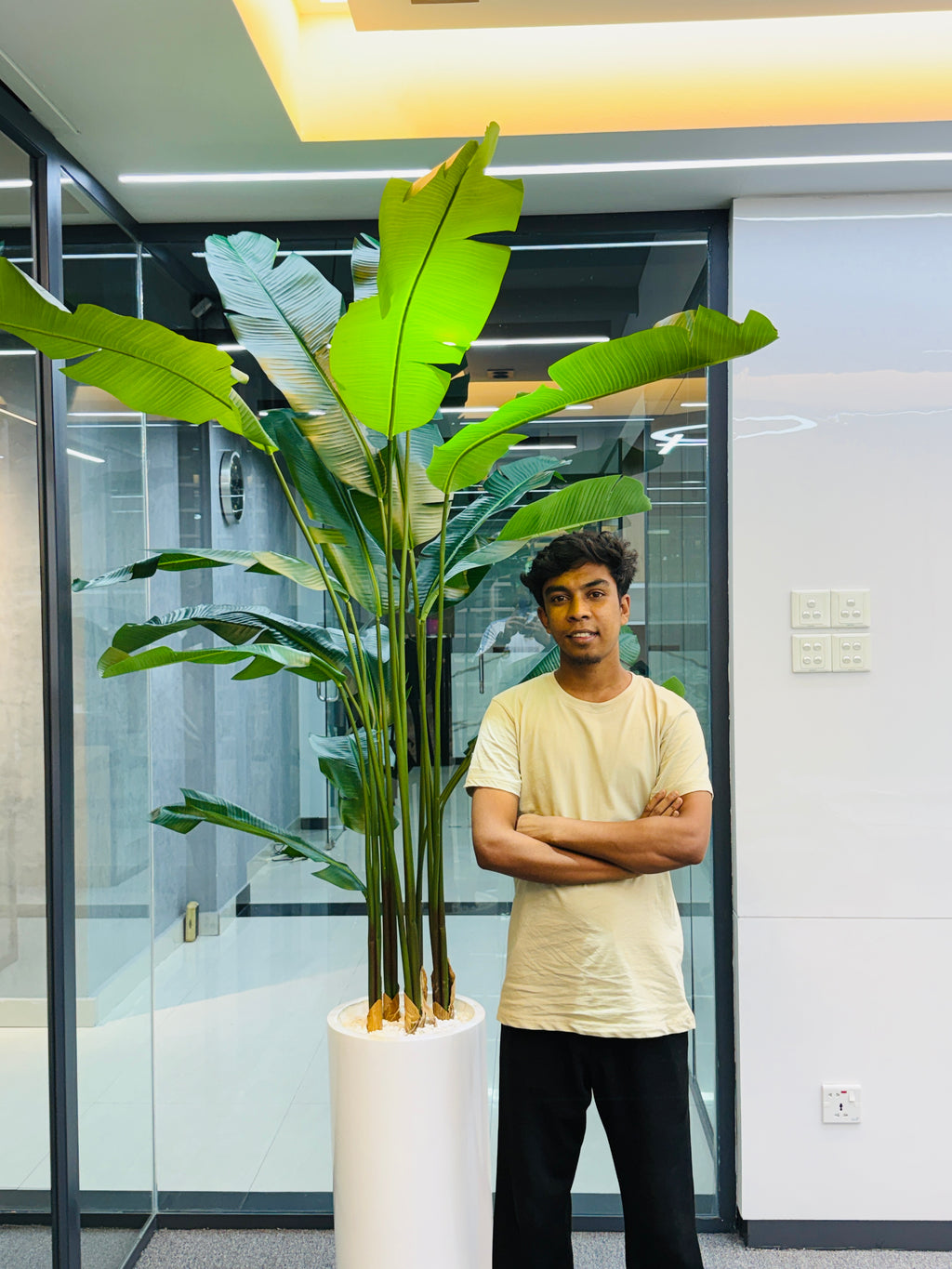 17 leavs chinese imported bird's of paradise with luxurious planter and stone 8 feet+