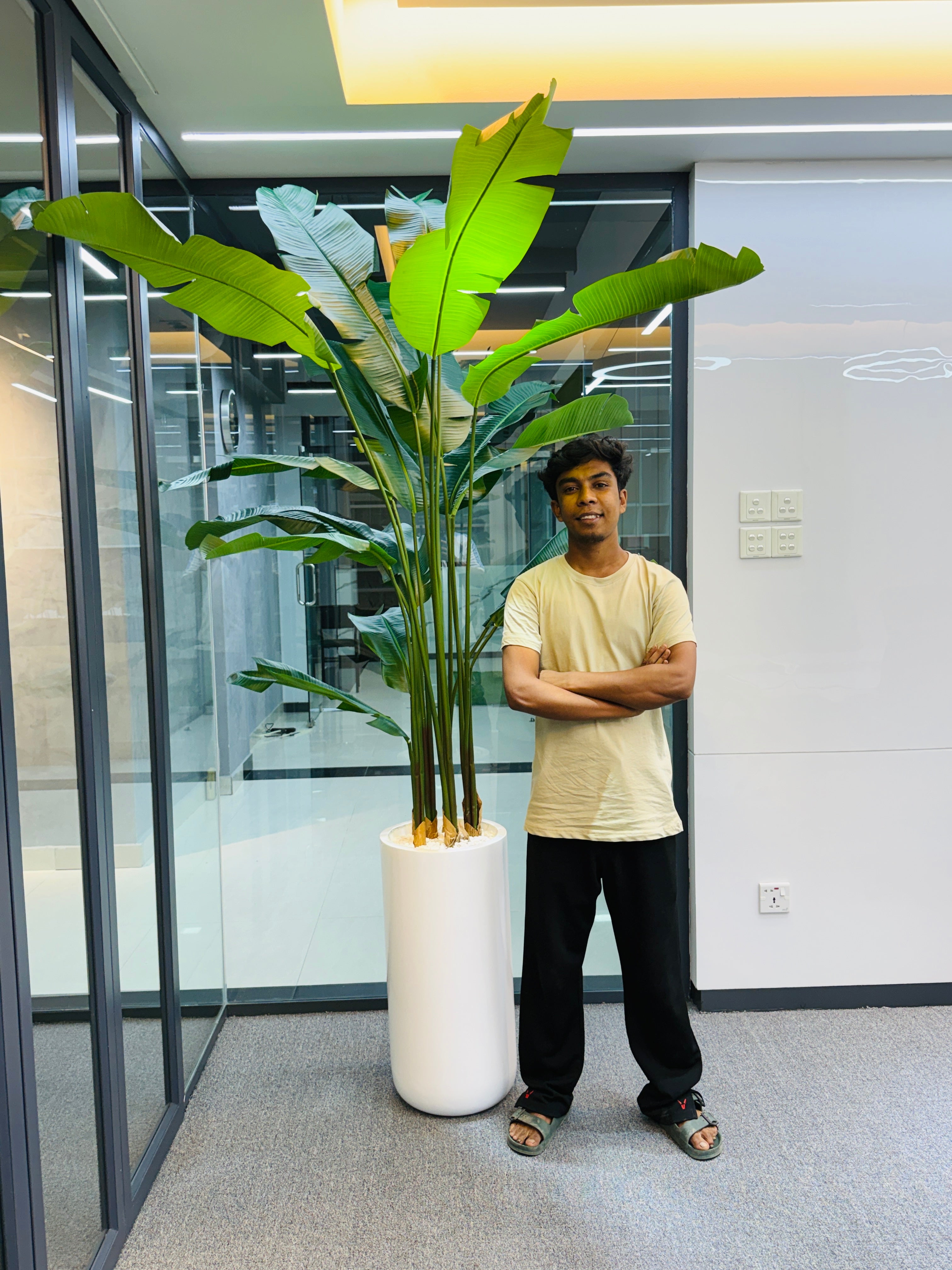 17 leavs chinese imported bird's of paradise with luxurious planter and stone 8 feet+