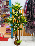 premium quality chinese imported kathgolap tree with luxurious planter