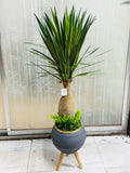 Premium quality chinese imported artificial rubber aloevera with chinese planter.