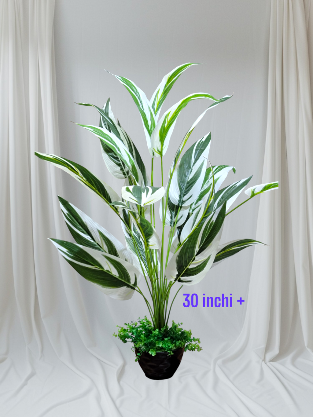 5 natural trees package