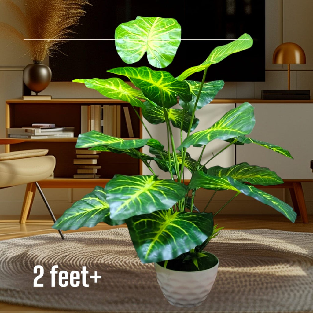 5 natural trees package